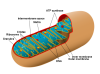 File:Diagram of a human mitochondrion.png