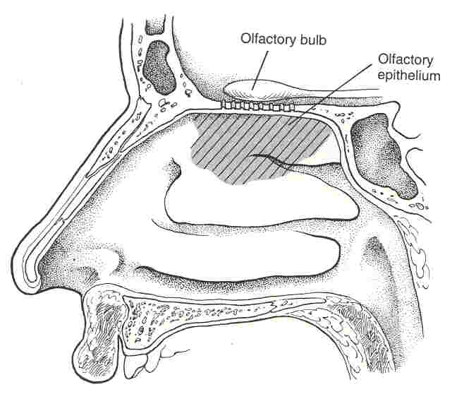 olfactory tissue