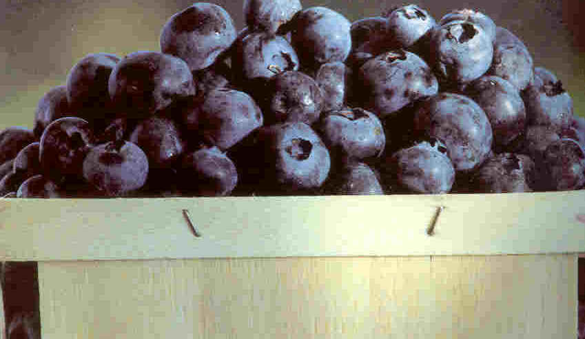 Blueberries contain similar UTI-fighting substances as cranberries.