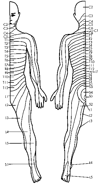 Dermatomes for Spinal Cord Injury