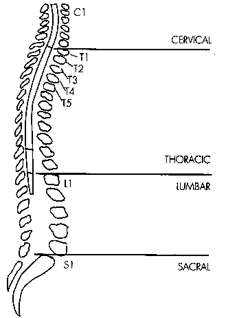 Spinal Cord